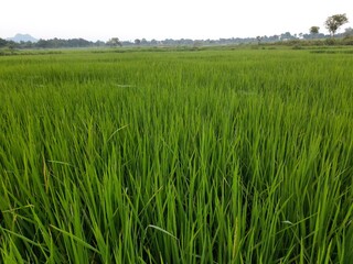 Ear of rice  in sunny day. Young paddy plant in field. Agriculture, Ears Of Rice In The Field. grain in paddy field concept. close up of  green rice. Ear of rice in green background. 