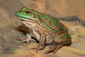 Afwasbaar fotobehang Endangered Growling Grass frog from Southern Australia © Ken Griffiths