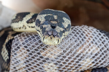 Australian Carpet Python sloughing skin