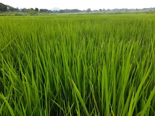 Ear of rice  in sunny day. Young paddy plant in field. Agriculture, Ears Of Rice In The Field. grain in paddy field concept. close up of  green rice. Ear of rice in green background. 