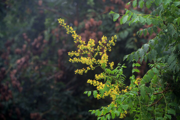 Koelreuteria plant flowers in the park