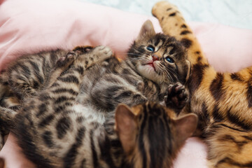 Bengal cat with her little kittens laying on the pillow