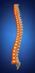 3d rendered illustration - human spine