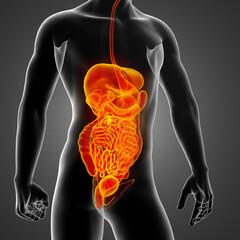 3D rendering illustration of digestive system