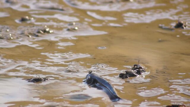 有明海のムツゴロウ