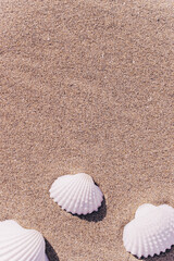 Fototapeta na wymiar Summer concept background with seashells, shells on sand tropical sea beach. Design of summer vacation holiday concept.