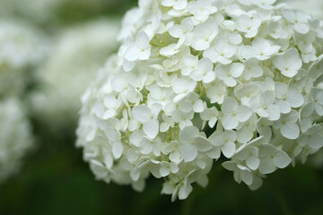 close up of white hydrangea flowers