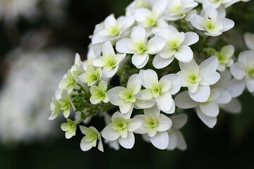 white hydrangea flowers 