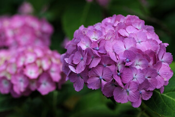 pink and purple hydrangea flowers