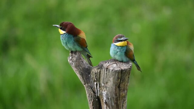 European bee eater (Merops apiaster) pair rest perched on a tree stump. Colorful beautiful birds resting looking for food.