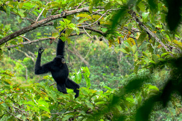 Looking at the Last Tree A Siamang (Symphalangus syndactylus) stares at the tree facing it, this...