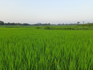 Green Paddy field. Paddy, Organic Agriculture, leaves of rice In the field. grain in paddy field concept. close up of  green rice field. Rice field in India. Close up plant of rice swaying by wind .
