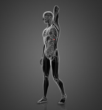 3D rendering illustration of  adrenal