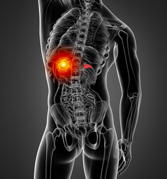 3d rendering illustration of  adrenal