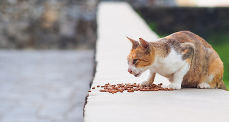 Calico cat eating dry cat food on the stone wall.