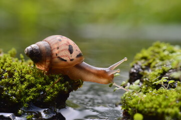Beautifull snail
