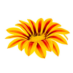 Gazania or African daisies isolated on white background