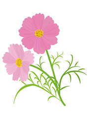 ピンク色のコスモスの花