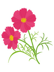 ピンク色のコスモスの花