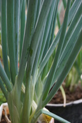 Obraz premium Green spring onion with a natural background. Indonesian call it bawang prei or daun bawang