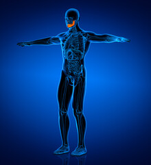 Obraz premium 3D rendering medical illustration of a jaw bone