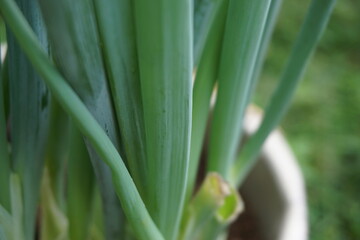 Green spring onion with a natural background. Indonesian call it bawang prei or daun bawang