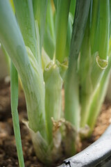 Obraz premium Green spring onion with a natural background. Indonesian call it bawang prei or daun bawang