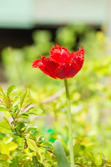 The red velvet tulip is surrounded by green leaves. Beauty in nature, flowering plant in spring or summer. There is copy space. Defocusing the background.