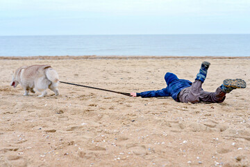 The naughty husky dog runs away from the boy and pulls the child along the sand on the seashore....