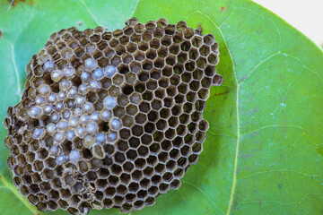 Wasp nest on green leaf  with larvae ready to hatch
