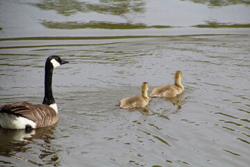 Moving On, Pylypow Wetlands, Edmonton, Alberta