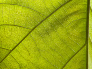 close up of green leaf