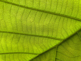 green leaf texture