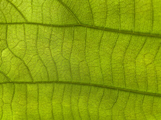 green leaf macro
