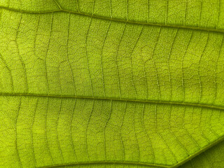 close up of leaf