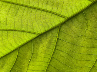 Fototapeta na wymiar close up of leaf