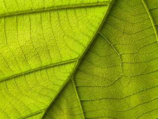 green leaf background