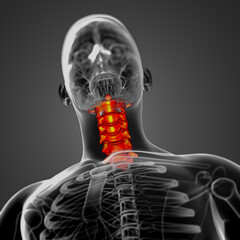 3d render medical illustration of the cervical spine