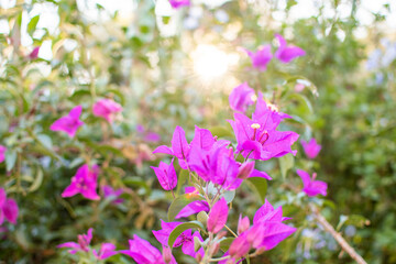 purple bougainvillea flower on a May afternoon, with an out of focus background
