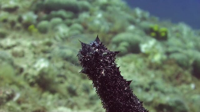 Close up of a tubular Sea cucumber (Holothuria tubulosa) spawning on a reef in the Mediterranean sea