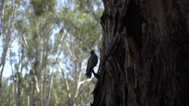 Australian bird on the side of the tree in nature