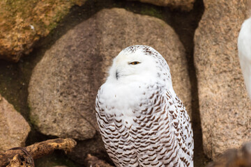 片目で見つめる白いフクロウ