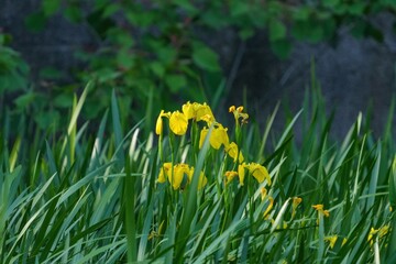 ひっそりと咲く満開の黄色いカキツバタの花