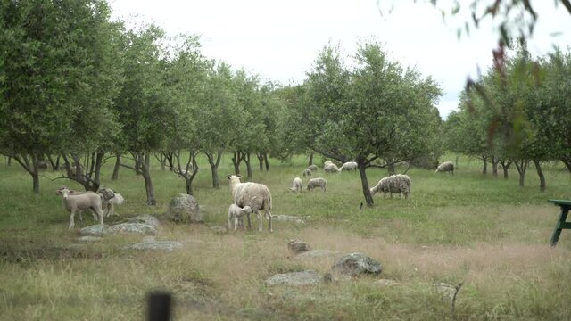 Young lamb suckling on mothers teet family of sheep in nature