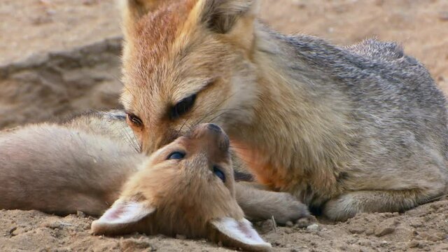 Medium closeup of a Cape fox cup laying down in front of its mother to get groomed, Kalahari desert.