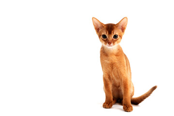 Abyssinian ginger cat sits on a white background