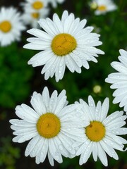 Obraz premium White chamomile flowers in the garden. Close-up.