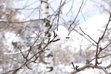 beautiful tree branches in the snow on the eve of spring