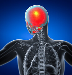 3d render medical illustration of the skull © maya2008