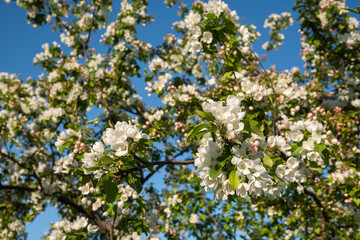 blooming apple tree on a sunny day background